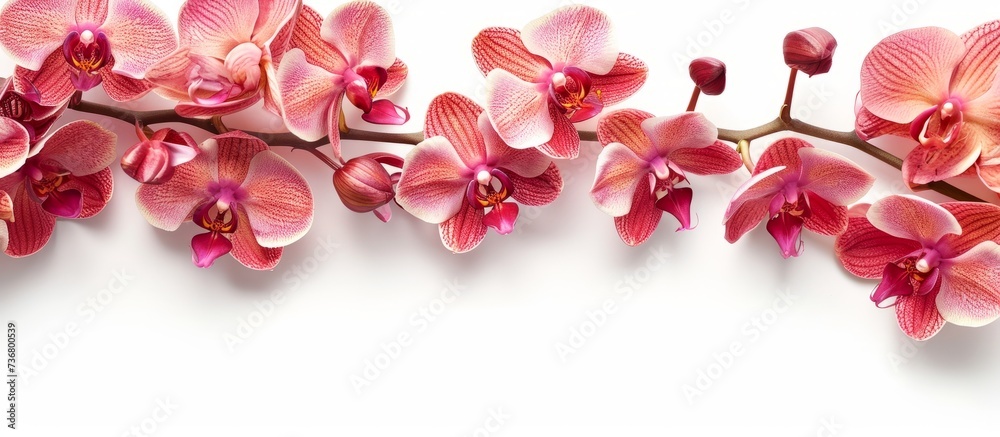A row of pink orchids displayed on a white background, showcasing the delicate petals and vibrant magenta hues of the flowers A row of pink orchids displayed on a white background, showcasing the delicate petals and vibrant magenta hues of the flowers