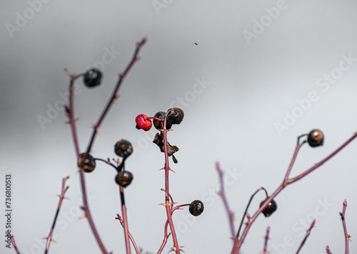 Close Up Of Rose Hips On Thorny Bush
