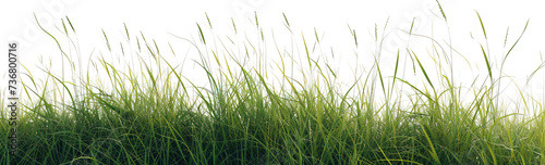 Grass isolated on transparent background. PNG