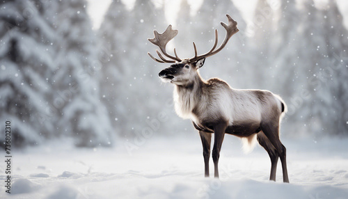 reindeer  isolated  white background   