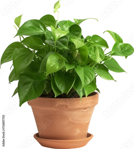 Potted plant isolated on transparent background. PNG