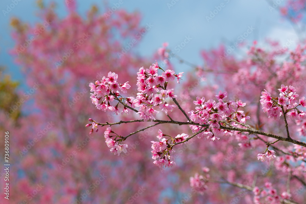 Pink Cherry blossom or sakura flower.