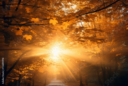 Sunlight streaming through golden leaves