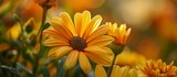 A cultivated ornamental flower from the daisy family, known for its yellow, orange, or copper brown blooms.