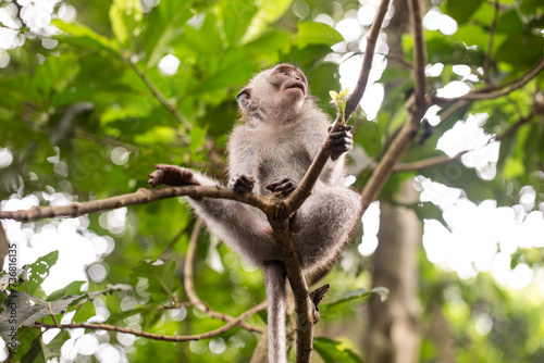 Portrait of a macaque sitting on a tree against the background of the jungle. 