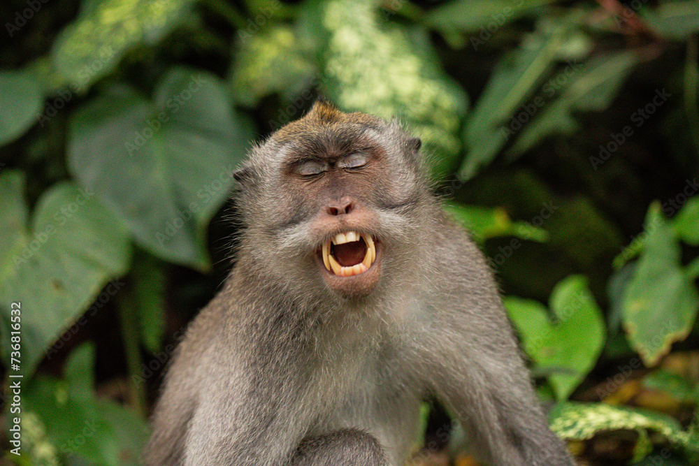 macaque sitting against the background of the jungle. The monkey looks thoughtfully. Behavior of Monkeys in their natural habitat. Monkey forest in Ubud. macaque sitting against the background of the jungle. The monkey looks thoughtfully. Behavior of Monkeys in their natural habitat. Monkey forest in Ubud.
