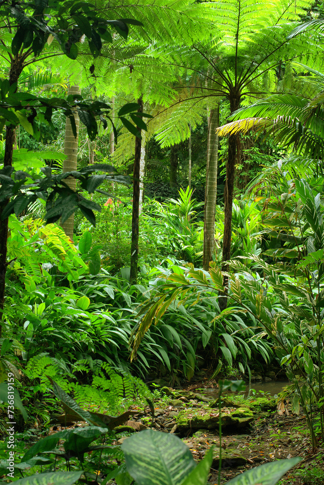 Tropical Garden in Cairns, North Queensland, Australia Tropical Garden in Cairns, North Queensland, Australia