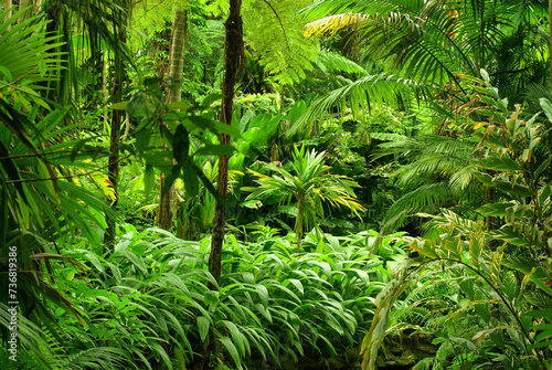 Tropical Garden in Cairns, North Queensland, Australia