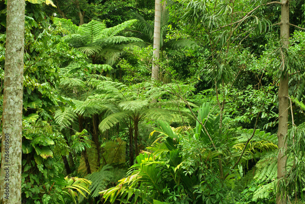 Obraz premium Tropical Garden in Cairns, North Queensland, Australia