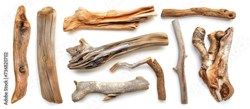 Various types of driftwood, each with unique patterns and textures, are displayed against a white backdrop, showcasing the beauty of natural wood art and plant life