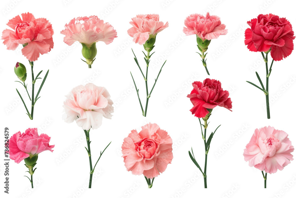 Assorted carnations in shades of pink, red, and white are neatly arranged on a clean background, ideal for varied floral themes. Assorted carnations in shades of pink, red, and white are neatly arranged on a clean background, ideal for varied floral themes.