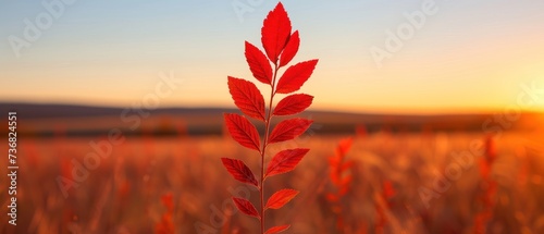 a red plant in the middle of a field with the sun setting in the background and a blurry field of grass in the foreground. photo