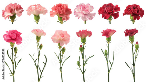 Assorted carnations in shades of pink  red  and white are neatly arranged on a clean background  ideal for varied floral themes.