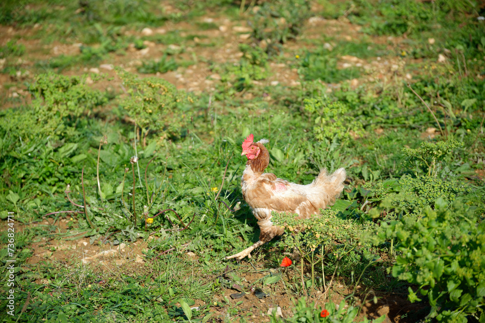 Fototapeta premium La poule