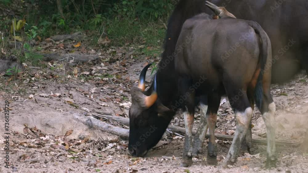 Gaurs grazing in countryside. Agriculture and livestock.
