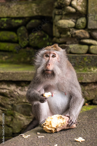 monkeys eating, macaques in natural habitat
