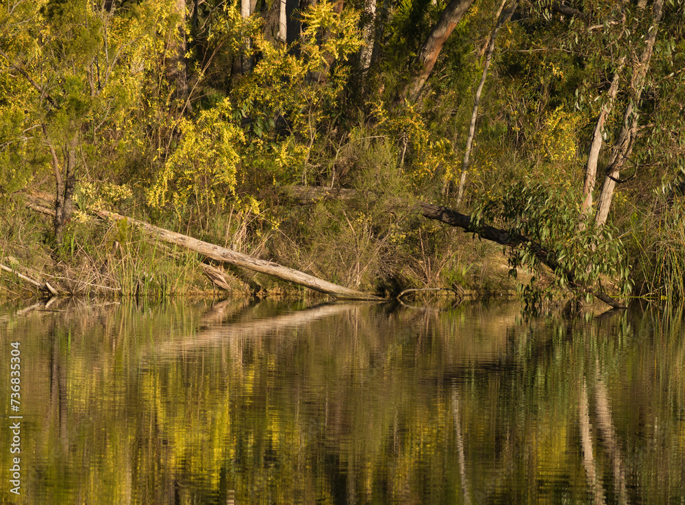 Eucalyptus trees and golden wattle Acacia pycnantha reflected in water of lake in South Australia, Australia