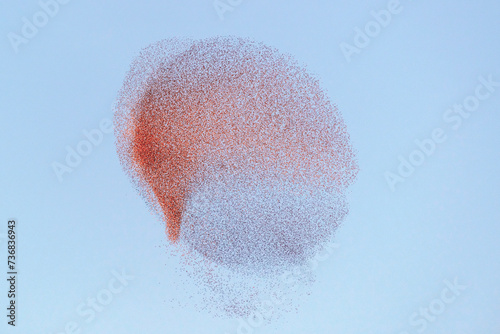 Nuée d'étourneaux au crépuscule