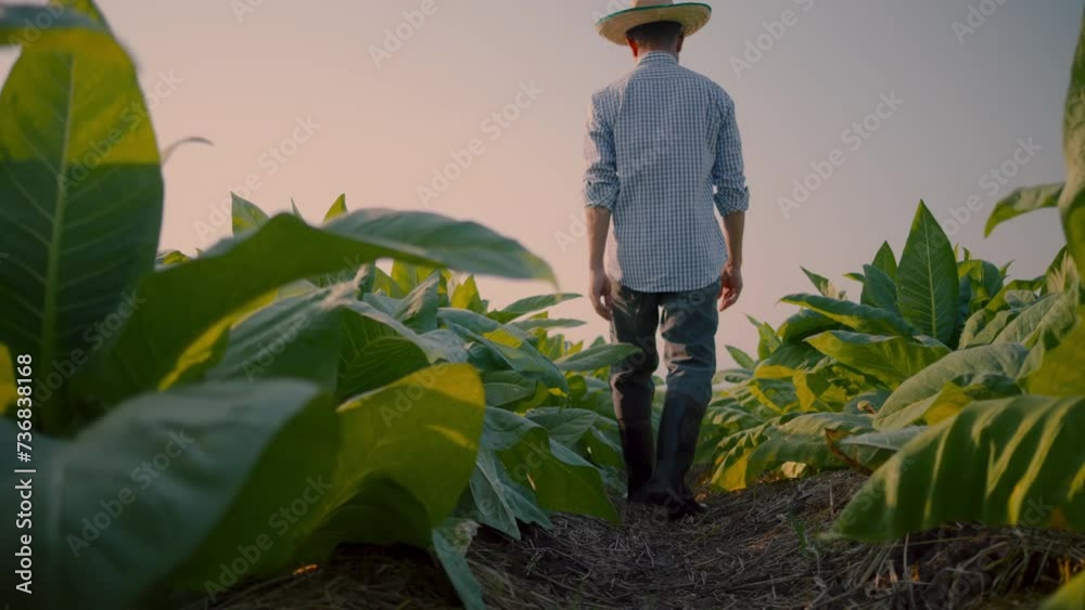 low angle rear view of farmers are walking through the tobacco fields as the sunset, slow motion and focus tracking