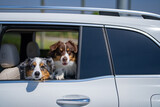 Dogs in car. Dog rides in the car. Transportation of pets. Dogs in window of car. Dogs looking at the window. Safe travelling with pets. Funny Australian shepherd dog.