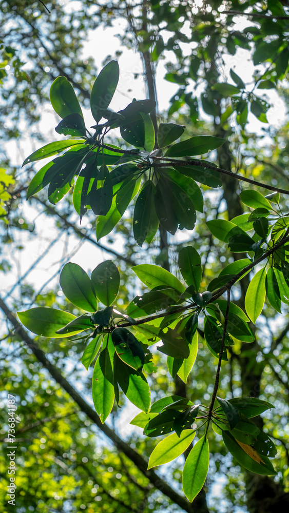 Looking up at backlit Mangrove leaves and foliage.