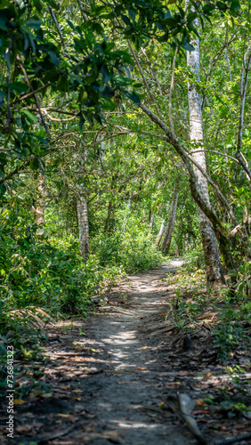 Fototapeta Naklejka Na Ścianę i Meble -  Small coastal path under coconuts and tropical forest.