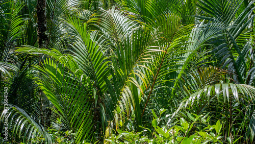 Young sago palms growing closely together in a tropical swamp.