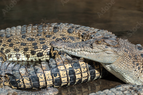 Saltwater Crocodile farm, Queensland, Australia