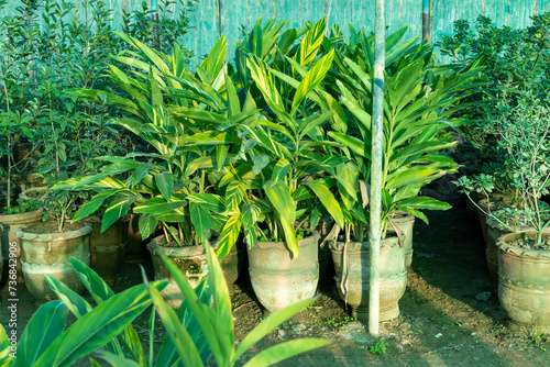 Variegated shell ginger houseplants in large clay pots