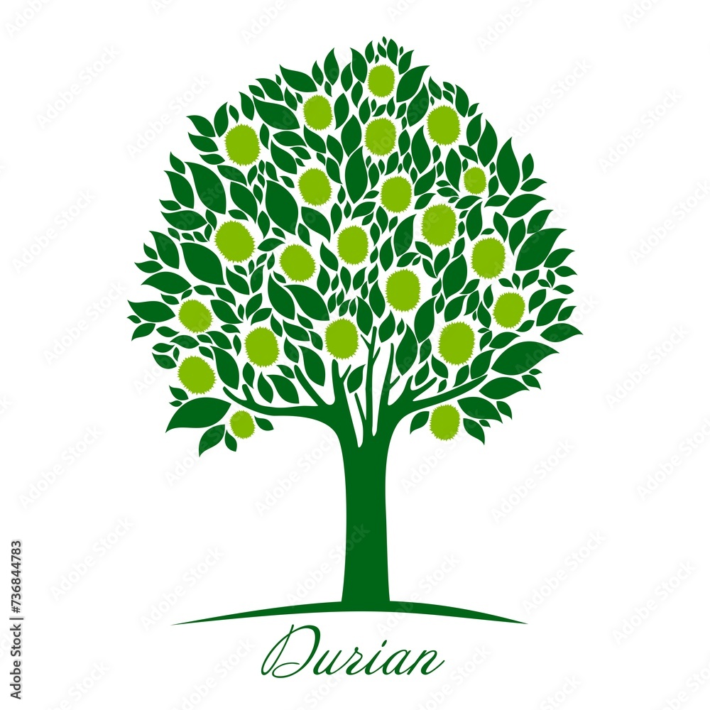 Durian tree isolated on a white background. Fresh durian fruit on tree. Durians are the king of fruits, Tropical of asian fruit. Vector Illustration Durian tree isolated on a white background. Fresh durian fruit on tree. Durians are the king of fruits, Tropical of asian fruit. Vector Illustration
