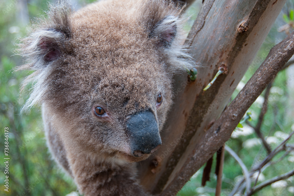 Obraz premium Koala in the wild, Australia