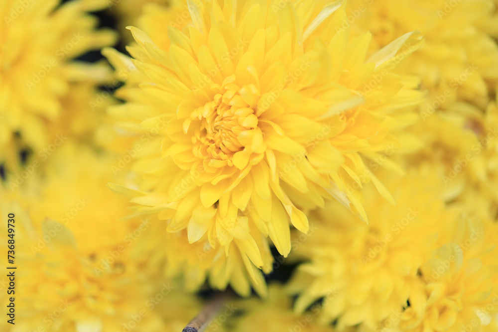 a cluster of orange chrysanthemum flowers at spring a cluster of orange chrysanthemum flowers at spring