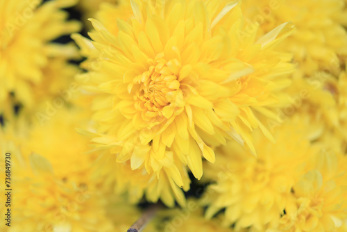 a cluster of orange chrysanthemum flowers at spring