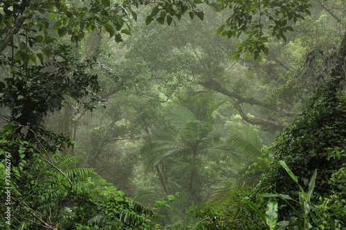 Steamy Rainforest, Lake Morris, Cairns, Queensland, Australia photo