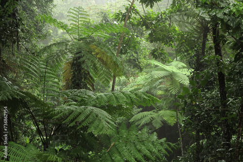 Steamy Rainforest, Lake Morris, Cairns, Queensland, Australia photo
