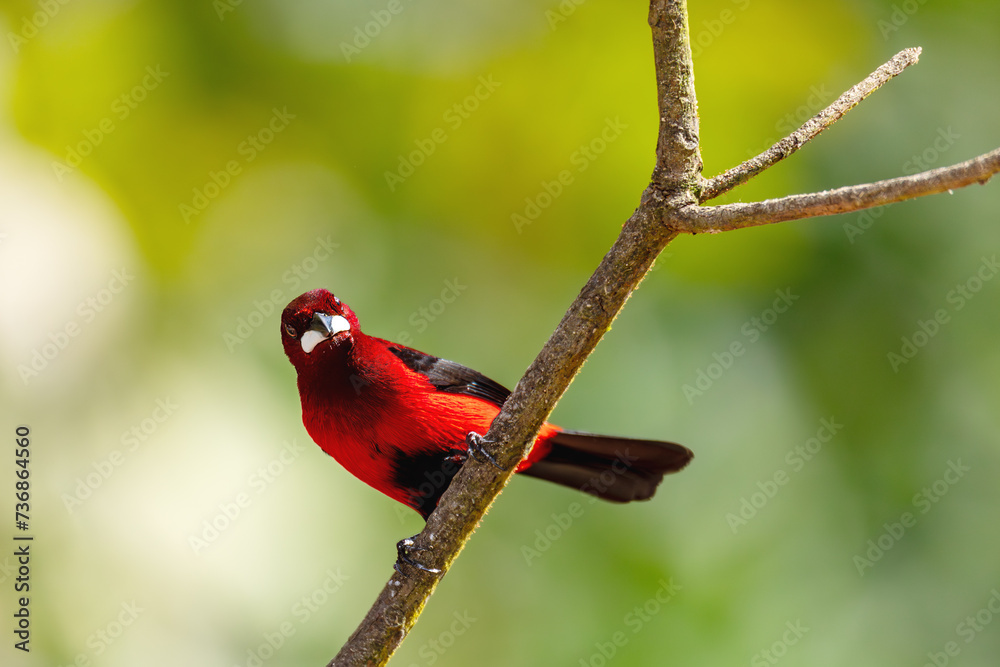 Crimson-backed tanager (Ramphocelus dimidiatus) male, species of bird in the family Thraupidae. Minca, Sierra Nevada de Santa Marta Magdalena department. Wildlife and birdwatching in Colombia. Crimson-backed tanager (Ramphocelus dimidiatus) male, species of bird in the family Thraupidae. Minca, Sierra Nevada de Santa Marta Magdalena department. Wildlife and birdwatching in Colombia.