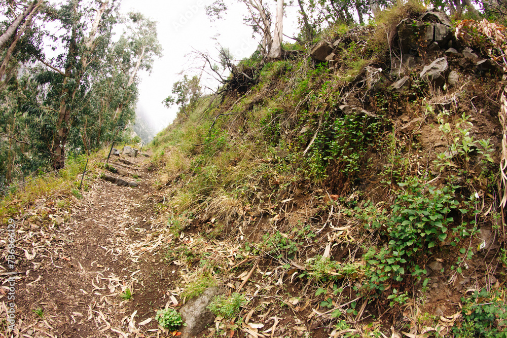 Madeira levada background. Madeira island landscape. Tree roots background. Trekking among irrigation system. Walking trail path in mountains. Scenic valley of Portugal. Tree roots along a road. Madeira levada background. Madeira island landscape. Tree roots background. Trekking among irrigation system. Walking trail path in mountains. Scenic valley of Portugal. Tree roots along a road.