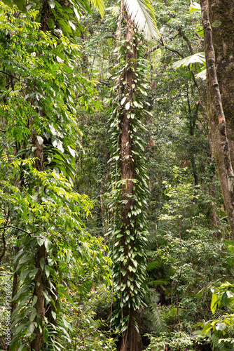 Daintree National Park, rainforest scenery in Queensland, Australia
