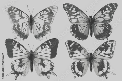 Vector set of butterflies. Black silhouette of butterflies hand-drawn on a white background. © Tanjil Hasnat