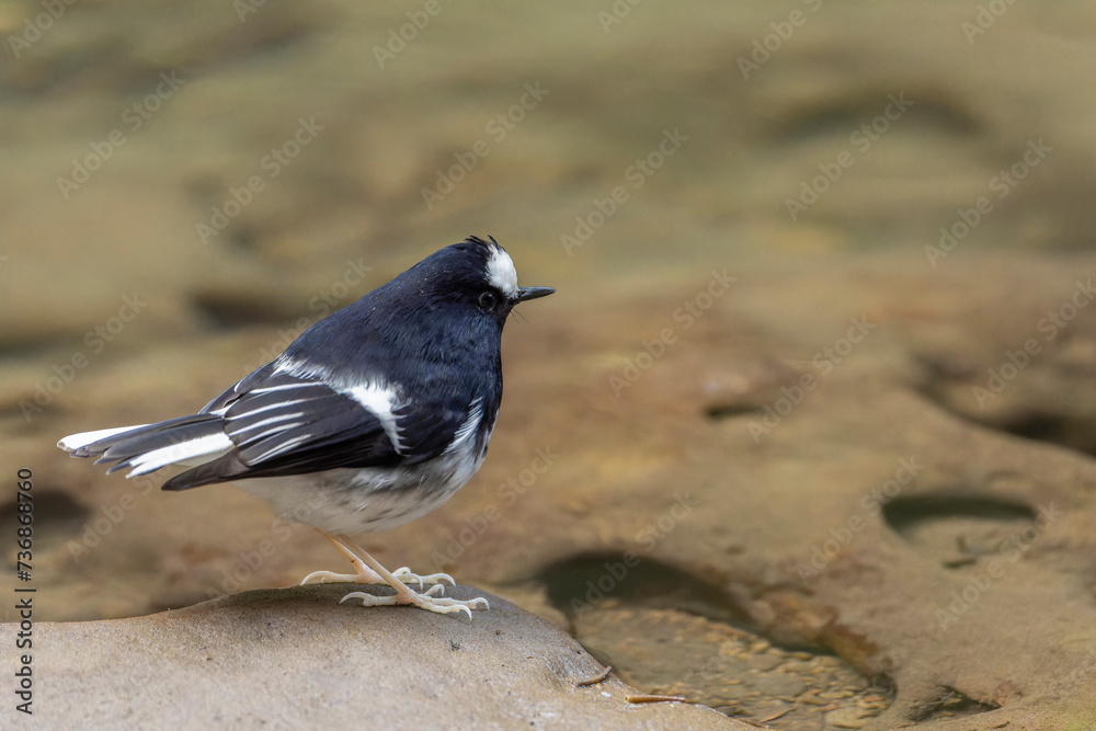 Little Forktail bird close up, bird on a rock, bird close to water, bird in Taiwan
Little Forktail bird close up, bird on a rock, bird close to water, bird in Taiwan