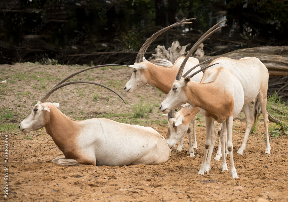 herd of scimitar oryx (Oryx dammah), also known as the Sahara oryx herd of scimitar oryx (Oryx dammah), also known as the Sahara oryx