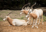 herd of scimitar oryx (Oryx dammah), also known as the  Sahara oryx