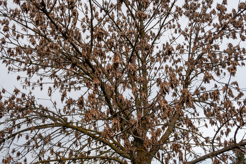 Fraxinus excelsior. Common or northern Ash tree, covered in hanging seeds. León Park, Spain. photo