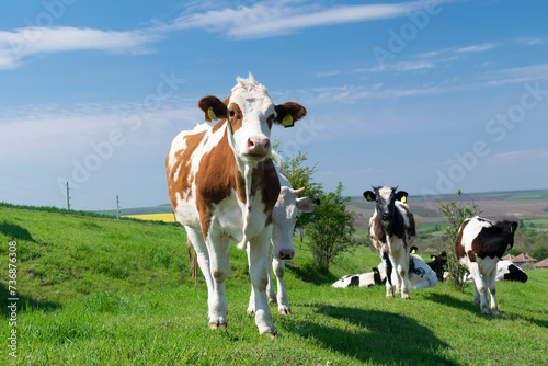 A curious dairy cows standing and grazing in pasture