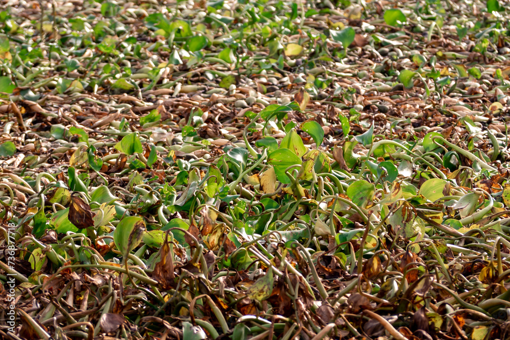 The crowded rafts of water hyacinths piled up on top of each other until some of them began to wither and putrefy The crowded rafts of water hyacinths piled up on top of each other until some of them began to wither and putrefy