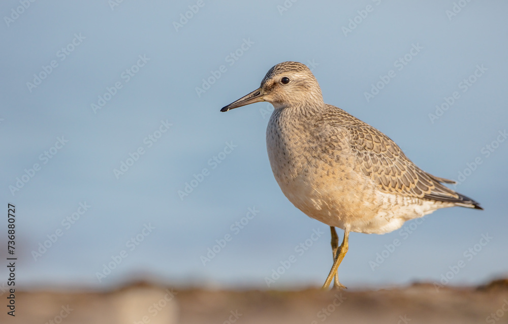 Red Knot - on the autumn migration way at a seashore Red Knot - on the autumn migration way at a seashore