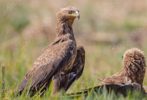 Lesser spotted eagle - pair of birds in spring photo