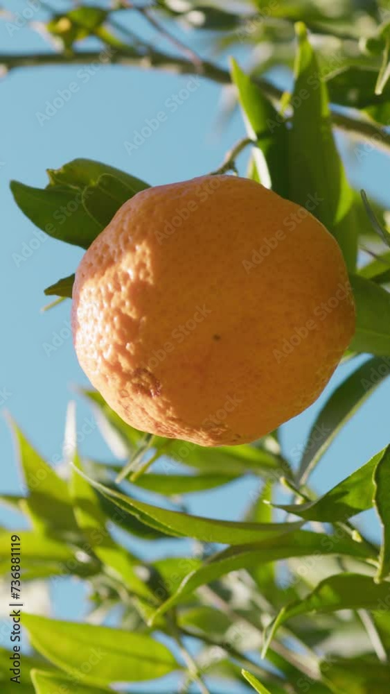 Orange Fruit Tree Cultivation In Spain State Orange Fruit Tree Cultivation In Spain State