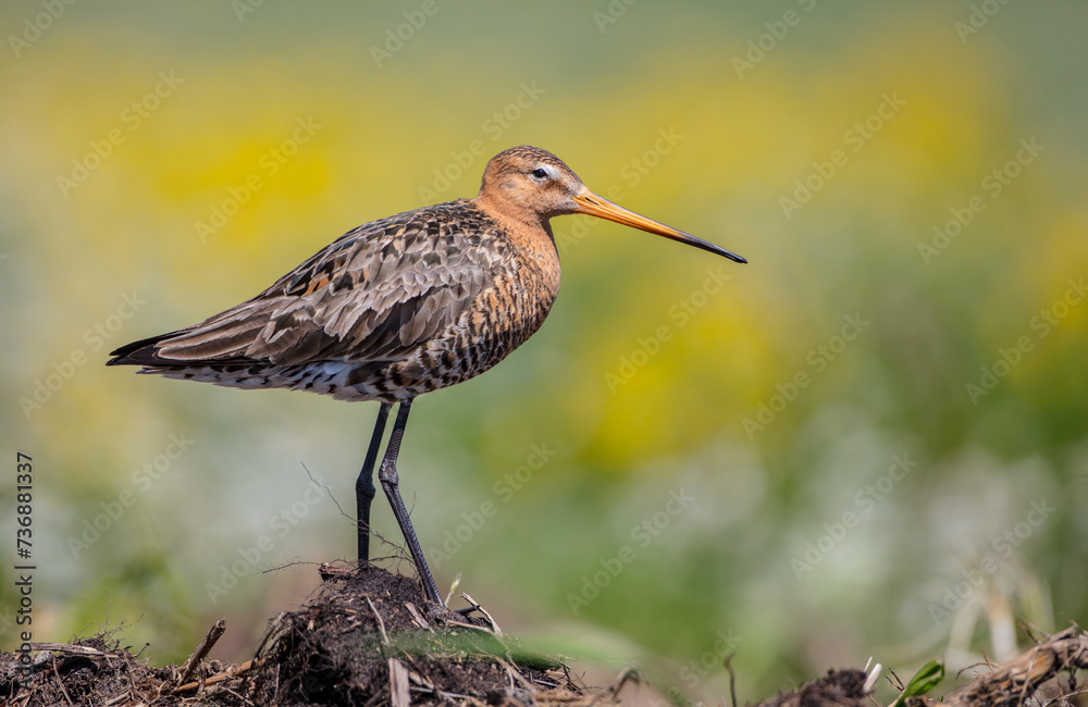 Obraz premium The black-tailed godwit - adult bird at a wet fields in late spring