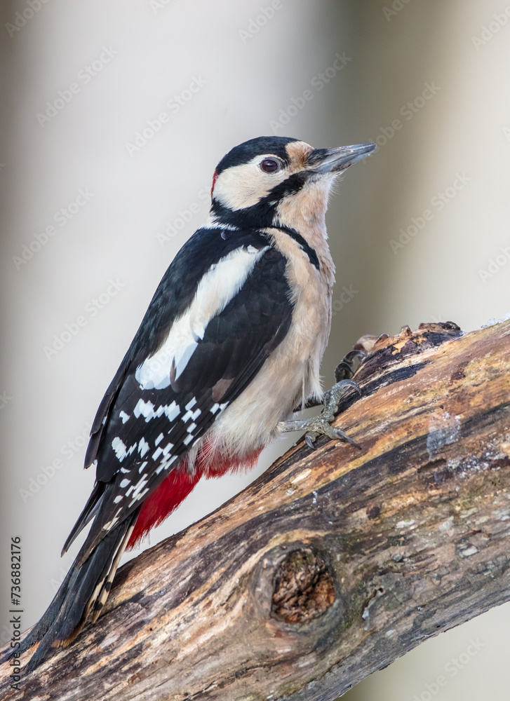 Great Spotted Woodpecker - male - in the wet forest in winter Great Spotted Woodpecker - male - in the wet forest in winter